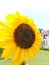 Sunshine fresh yellow petals sunflower wallpaper