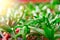 Sunshine on green succulents. Nature plant wallpaper. Juicy bright succulents in the sun