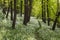 Sunshine illuminates a path through wild garlic in a Dorset woodland