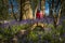 Sunshine through the leaves in bluebell woods in Dorset