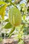 Sunshine On Mature Tree Breadfruit