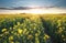 Sunshine over rapeseed flower field