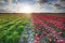 Sunshine over red tulip field and pasture