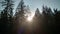 Sunshine peeking threw fur trees in Humboldt county CA