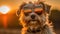 Sunshine Pup: Doggy Fashionista