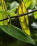 Sunshine on Red Bud Tree Leaves, Branches and Seed Pods