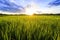 Sunshine at rice field with sky clouds