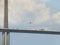 Sunshine Skyway Bridge, Tampa Bay, Florida, Pelican flying