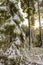 Sunshine between snowed in icy fir trees Brocken Harz Germany