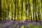 Sunshine streams through beech trees in bluebell woods of Oxford