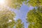 Sunshine toned sky window inside green tree branches frame with blue sky. Canopy of tall trees framing clear blue heaven with the