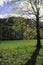 Sunshine, Tree, Meadow