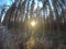 Sunshine trough massive pine tree forest