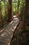 Sunshine on wooden boardwalk in the rainforest