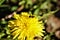 Sunshine yellow dandelion or the mother and stepmother of the spring are pollinated by insects