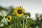 Sunshiny sunflower in summer day, Bees collects nectar