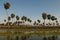 Sunst Palms landscape in La Estrella Marsh,