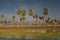 Sunst Palms landscape in La Estrella Marsh,