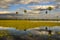 Sunst Palms landscape in La Estrella Marsh,