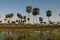 Sunst Palms landscape in La Estrella Marsh, Formosa province,