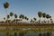 Sunst Palms landscape in La Estrella Marsh, Formosa province