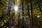 Sunstar effect on photography in the forest