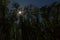 Sunstar thorugh tree silhouettes on a dark blue sky