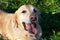 Sunstroke, health of pets in the summer. Labrador.