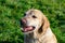 Sunstroke, health of pets in the summer. Labrador.