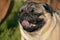 Sunstroke, health of pets in the summer. Young pug-dog. Sun. Owner. Funny face. How to protect your dog from overheating. Training