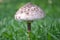 Sunstroke mushroom close up