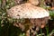 Sunstroke mushroom close up