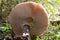Sunstroke mushroom with gill