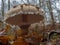 Sunstroke mushroom after rain on the edge of forest