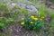 Sunwheel flowers (Buphthalmum Salicifolium)