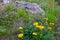 Sunwheel flowers (Buphthalmum Salicifolium)
