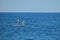 A SUP Race Paddling A Surf Board standing Up In Gran Alacant