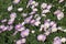 Supacrest Marguerite (Argyranthemum frutescens)