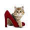 Super adorable golden british Longhair cat kitten stepping over a red high heel shoe, looking curious in camera with big green eye