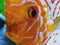Super amazing beautiful close up fish photo of gorgeous red eyes discus pretty orange white tribal body markings patterned face