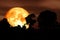 super blood moon back silhouette tree plant cloud on night sky