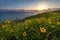 Super Bloom along Catalina Trail