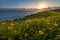 Super Bloom along Catalina Trail