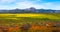 Super bloom spring wildflowers landscape panorama