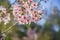 Super cherry blossom at Peter F. Schabarum Regional Park, Hacienda Heights