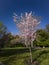 Super cherry blossom at Peter F. Schabarum Regional Park, Hacienda Heights