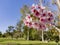 Super cherry blossom at Peter F. Schabarum Regional Park, Hacienda Heights