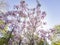 Super cherry blossom at Peter F. Schabarum Regional Park, Hacienda Heights