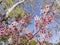 Super cherry blossom at Peter F. Schabarum Regional Park, Hacienda Heights