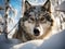 Super close picture of timber wolf in snow